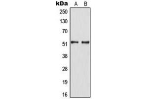 Western blot analysis of HNF4 alpha (pS313) expression in SW480 (A), HepG2 EGF-treated (B) whole cell lysates. (HNF4A anticorps  (pSer313))