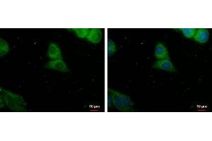 ICC/IF Image PDE8A antibody detects PDE8A protein at cytoplasm by immunofluorescent analysis. (PDE8A anticorps)
