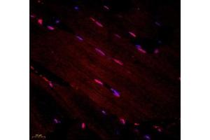 Immunofluorescence of paraffin embedded rat skeletal muscle using STRAD (ABIN7075730) at dilution of 1: 600 (400x lens)
