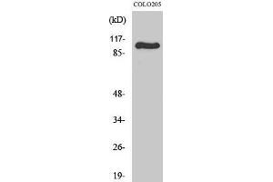 Western Blot (WB) analysis of specific cells using GluR-1 Polyclonal Antibody.