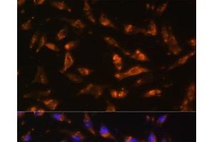 Immunofluorescence analysis of L929 cells using CSF2 Polyclonal Antibody at dilution of 1:100.