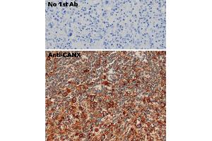 Immunohistochemistry (IHC) image for anti-Calnexin (CANX) (C-Term) antibody (ABIN1440008)