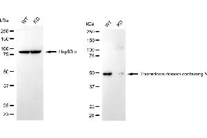 Western blotting analysis using thioredoxin domain containing 5 antibody (ABIN7800542).