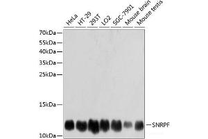 Western blot analysis of extracts of various cell lines using SNRPF Polyclonal Antibody at dilution of 1:3000. (SNRPF anticorps)