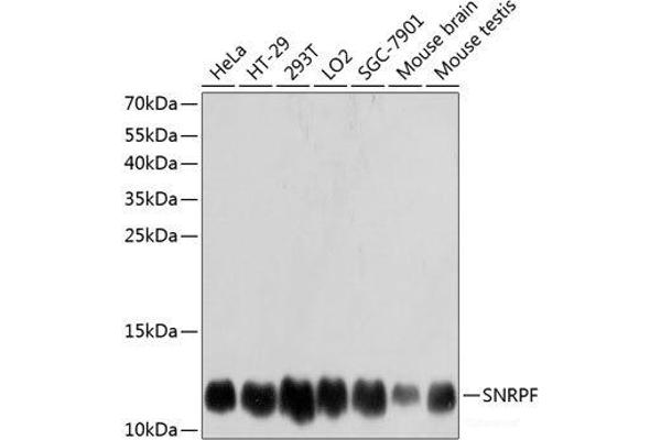 SNRPF anticorps