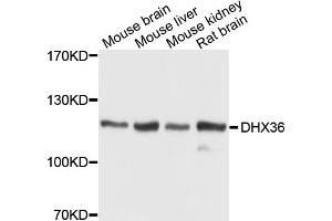 Western blot analysis of extracts of various cell lines, using DHX36 antibody (ABIN1872264) at 1:1000 dilution. (DHX36 anticorps)