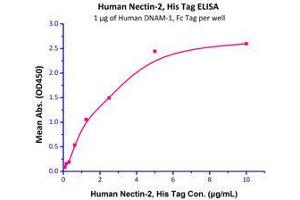 Immobilized Human DNAM-1, Fc Tag (Cat# DN1-H5257) at 10 μg/mL (100 µl/well),can bind Human Nectin-2, His Tag (Cat# PV2-H52E2) with a linear range of 0. (PVRL2 Protein (AA 32-360) (His tag))