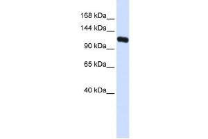 KIF5C antibody used at 1 ug/ml to detect target protein. (KIF5C anticorps  (N-Term))