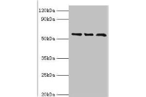 Western blot All lanes: F-box-like/WD repeat-containing protein TBL1XR1 antibody at 10 μg/mL Lane 1: MCF-7 whole cell lysate Lane 2: Mouse heart tissue Lane 3: K562 whole cell lysate Secondary Goat polyclonal to rabbit IgG at 1/10000 dilution Predicted band size: 56 kDa Observed band size: 56 kDa (TBL1XR1 anticorps  (AA 1-180))