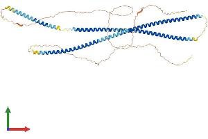 AlphaFold protein structure predicition of Mouse Recombinant Krt6a Protein, UniprotID P50446