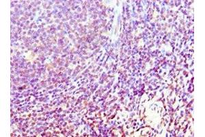 Immunohistochemistry of paraffin-embedded human tonsil tissue using ABIN7174562 at dilution of 1:100