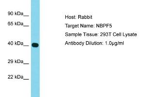 Host: Rabbit Target Name: NBPF5 Sample Type: 293T Whole Cell lysates Antibody Dilution: 1. (NBPF5 anticorps  (Middle Region))