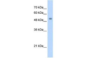 Transfected 293T; WB Suggested Anti-ZSCAN21 Antibody Titration: 1. (ZSCAN21 anticorps  (C-Term))