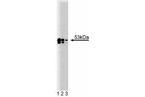 Western blot analysis of TEF-1 on A431 lysate. (TEAD1 anticorps  (AA 86-199))