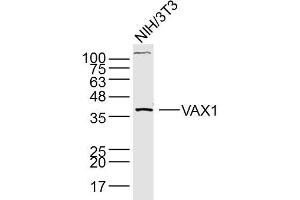 Lane 1: NIH/3T3 lysates probed with Anti –VAX1 Polyclonal Antibody, Unconjugated (bs-11496R) at 1:300 overnight at 4˚C. (VAX1 anticorps  (AA 133-200))