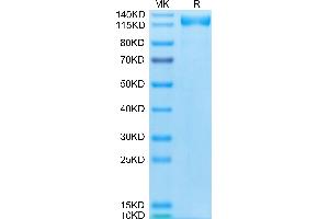 Biotinylated Human ACE2 on Tris-Bis PAGE under reduced condition.