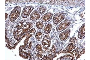IHC-P Image Citrate synthetase antibody [N2C3] detects Citrate synthetase protein at mitochondria on mouse intestine by immunohistochemical analysis. (CS anticorps)