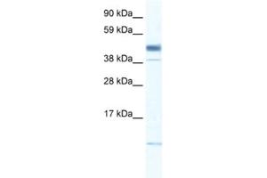 Western Blotting (WB) image for anti-Zinc Finger, Matrin-Type 1 (ZMAT1) antibody (ABIN2460158) (ZMAT1 anticorps)
