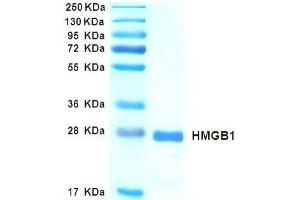 SDS-PAGE with Coomassie Blue staining (HMGB1 Protéine)