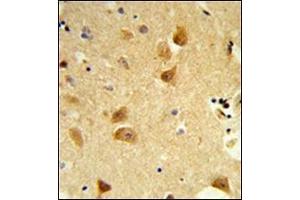 Formalin-fixed and paraffin-embedded human brain tissue reacted with DERL1 Antibody (C-term) followed which was peroxidase-conjugated to the secondary antibody, followed by DAB staining.