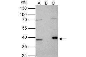 IP Image Fibrillarin antibody immunoprecipitates FBL protein in IP experiments. (Fibrillarin anticorps)