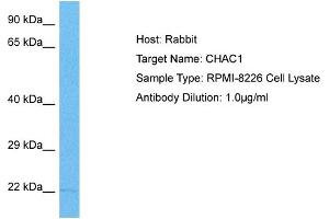 Host: Rabbit Target Name: CHAC1 Sample Tissue: Human RPMI 8226 Whole Cell Antibody Dilution: 1ug/ml (CHAC1 anticorps  (C-Term))