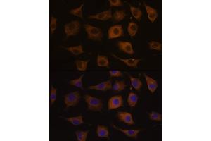 Immunofluorescence analysis of L929 cells using CHRN antibody (ABIN6133256, ABIN6138583, ABIN6138584 and ABIN6218660) at dilution of 1:100. (CHRNA7 anticorps  (AA 23-230))