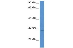 Western Blot showing EIF6 antibody used at a concentration of 1 ug/ml against Hela Cell Lysate (EIF6 anticorps  (N-Term))