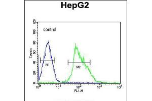 Flow cytometric analysis of HepG2 cells (right histogram) compared to a negative control cell (left histogram). (UBP17 anticorps  (C-Term))
