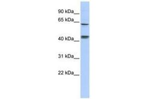 Image no. 1 for anti-Kelch-Like 8 (KLHL8) (C-Term) antibody (ABIN6740604) (KLHL8 anticorps  (C-Term))