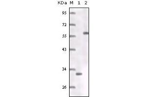 Western blot analysis using ER mouse mAb truncated ER recombinant protein (1) MCF-7 cell lysates (2). (Estrogen Receptor alpha anticorps)