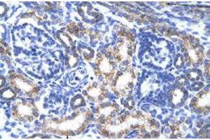 Immunohistochemical staining (Formalin-fixed paraffin-embedded sections) of human kidney with CREB3L2 polyclonal antibody  at 4-8 ug/mL working concentration. (CREB3L2 anticorps  (N-Term))