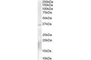 Nanos Homolog 1 (NANOS1) peptide