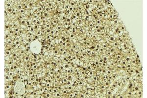 ABIN6276822 at 1/100 staining Mouse liver tissue by IHC-P. (CDK7 anticorps  (Internal Region))