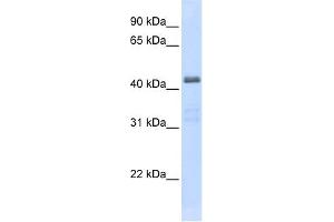WB Suggested Anti-SLC29A2 Antibody Titration: 0.
