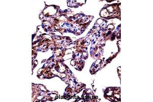 Immunohistochemistry (IHC) image for anti-Fibulin 1 (FBLN1) antibody (ABIN2998151) (Fibulin 1 anticorps)