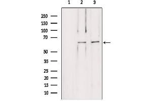 Western blot analysis of extracts from various samples, using LMOD1 antibody. (Leiomodin 1 anticorps  (C-Term))