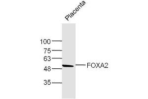 Mouse Placenta lysates probed with FOXA2 Polyclonal Antibody, Unconjugated  at 1:300 dilution and 4˚C overnight incubation. (FOXA2 anticorps  (AA 201-300))