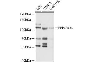 Western blot analysis of extracts of various cell lines, using PPP1R13L antibody (ABIN6131796, ABIN6146063, ABIN6146064 and ABIN6214728) at 1:1000 dilution. (PPP1R13L anticorps  (AA 589-828))