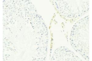 ABIN6276786 at 1/100 staining Mouse testis tissue by IHC-P. (Cathelicidin anticorps  (Internal Region))