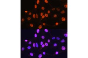 Immunofluorescence analysis of C6 cells using ARX Rabbit pAb (ABIN7265673) at dilution of 1:100.