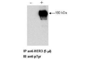 Combined immunoprecipitation and western blot of a human cell lysate using anti-HER3 antibody.