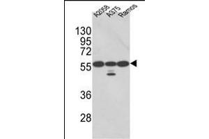 Western blot analysis of PDIA3 Antibody (Center) (ABIN389465 and ABIN2839530) in , , Ramos cell line lysates (35 μg/lane). (PDIA3 anticorps  (AA 192-220))