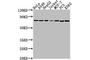 Western Blot Positive WB detected in: Hela whole cell lysate, A549 whole cell lysate, HepG2 whole cell lysate, Jurkat whole cell lysate, MCF-7 whole cell lysate, PC3 whole cell lysate, K562 whole cell lysate All lanes: HSPA1B antibody at 1:2000 Secondary Goat polyclonal to rabbit IgG at 1/50000 dilution Predicted band size: 71 kDa Observed band size: 71 kDa (HSPA1B anticorps  (AA 418-641))