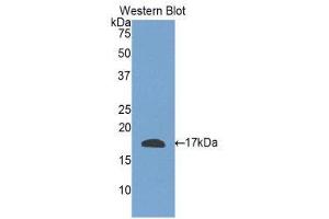 anti-Relaxin 3 (RLN3) (AA 1-140) antibody
