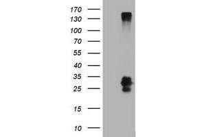 Image no. 2 for anti-CD99 (CD99) antibody (ABIN1497386) (CD99 anticorps)