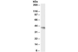 Western blot testing of Daudi cell lysate with NCF4 antibody at 0. (NCF4 anticorps)