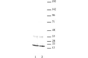 Histone H3 antibody (mAb) tested by Western blot. (Histone 3 anticorps  (N-Term))