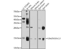 Western blot analysis of extracts of various cell lines, using Ube2N/Ubc13 antibody (ABIN6130749, ABIN6149812, ABIN6149813 and ABIN6214828) at 1:1000 dilution. (UBE2N anticorps  (AA 1-152))
