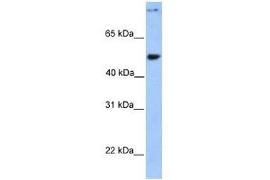 CCDC50 antibody used at 1 ug/ml to detect target protein. (CCDC50 anticorps  (Middle Region))